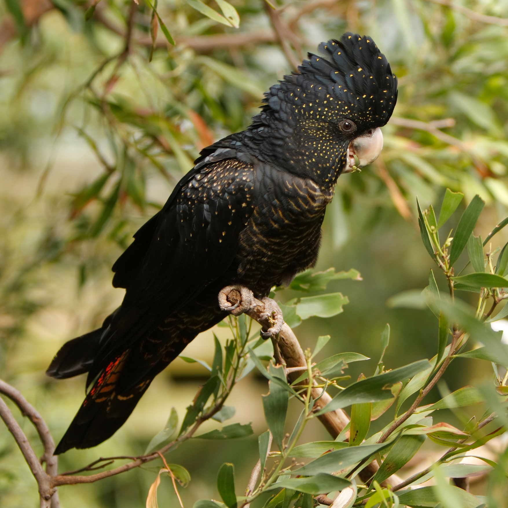 Forest Red Tailed Black Cockatoo