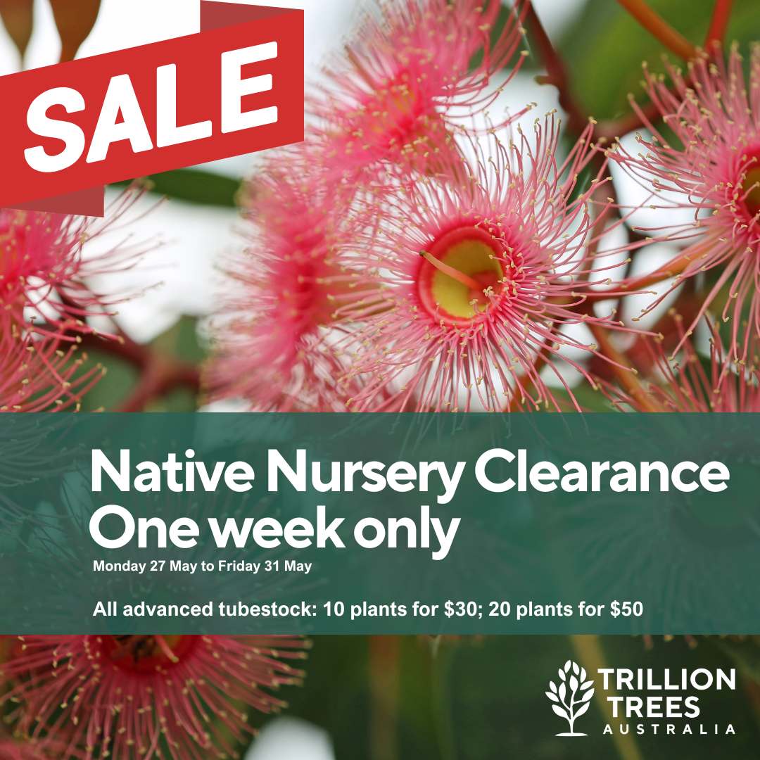 Native Plant Clearance Sale