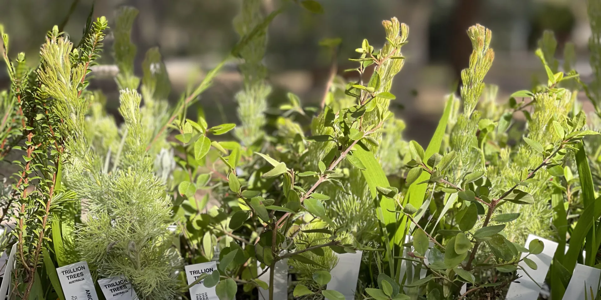 City of Swan plants6