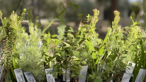 City of Swan plants6