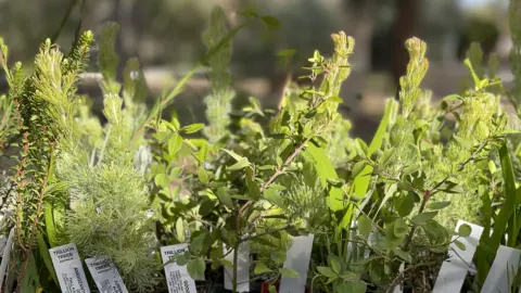 City of Swan plants6